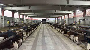 Şanlıurfa kırmızı et üretim merkezi olma yolunda ilerliyor