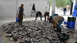 Muğla'nın ihracatında su ürünleri ve madencilik ön planda