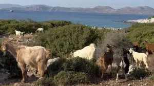 Mavi yolculuk geleneği yüzyılı aştı: Yörüklerin keçi besiciliği