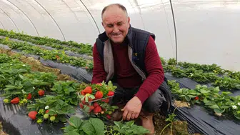 Köprübaşı’nda kış ortasında çilek bereketi: Üretim yoğun ilgi görüyor