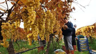 Sultaniye üzümlerinde hasat sezonu kapanıyor