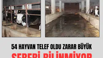 54 büyükbaş hayvanı telef oldu zararı 8 milyon lirayı buldu!