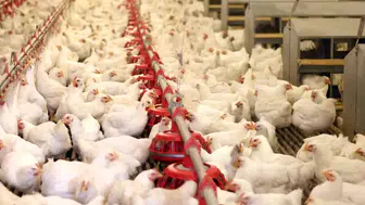 Bir Dönemin Devi İcrada! Lades Markası 42 Milyon TL Bedelle Listede