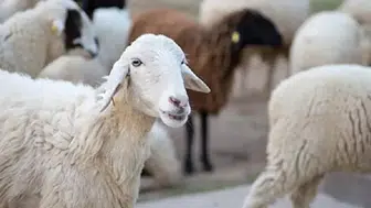 Kırsalda Bereket projesi başladı mı? 100 koyun desteği nasıl alınır, kimler başvurabilir, geri ödeme var mı?