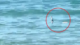 Çeşme'de denize girenler neye uğradığını şaşırdı: Yılan şoku
