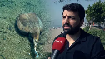 Çıralı'da görüntülendi, görenlerin yüreği sızladı: Akdeniz'in altında sessiz katliam!