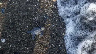 Akdeniz’in minik misafirleri mavi sularla buluşuyor: Mersin’de deniz kaplumbağası heyecanı