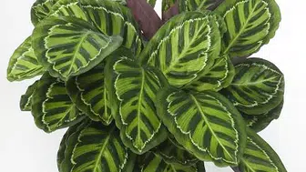 Calathea Makoyana nedir? Bakımı nasıl yapılır, faydaları nelerdir?