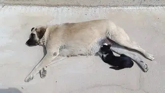 Kedi-Köpek kavgasını unutun! Amasya’daki bu görüntüler kalpleri ısıtıyor