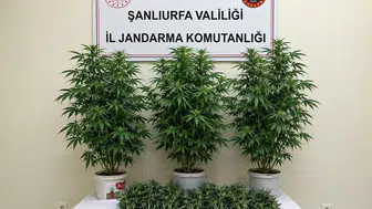 Bozova'da narko-operasyon: 13 kök kenevir ele geçirildi, 1 gözaltı
