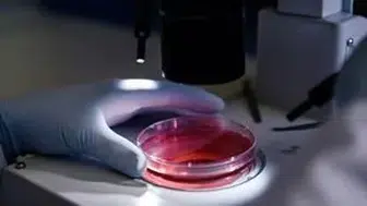 Laboratuvar farelerine veda mı? Tıpta 20 milyon sterlinlik devrim başladı!