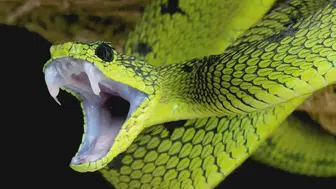 Yılan zehri nerelerde kullanılır? Neden bu kadar değerli, insan sağlığına faydaları nelerdir, zehir nasıl sağılır ve üretime girer?
