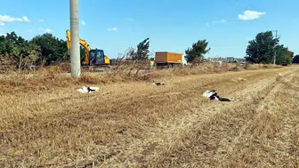 Göç yolunda acı manzara: Tekirdağ'da yaklaşık 30 leylek öldü