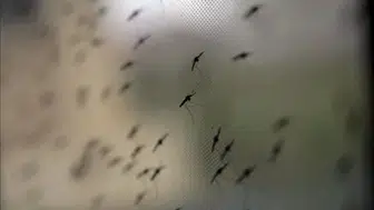Batı Nil virüsü nedir? Belirtileri nelerdir, kuzey makedonya’da kaç kişi öldü, hangi bölgeler riskte?
