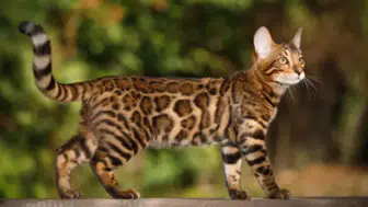Dünyanın en pahalı kedi cinsi hangisi? Fiyatı ne kadar ve neden bu kadar pahalı?