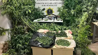 Bafra'da şaşırtan operasyon! Tütünlerin arasından 502 kök kenevir çıktı