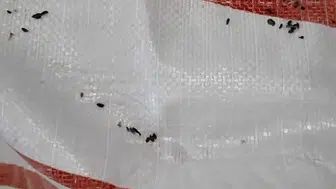 Fırındaki skandal görüntüler zabıtayı bile isyan ettirdi: Paslı keserle buz kırmışlar