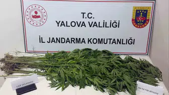 Yalova'da jandarmadan uyuşturucu operasyonu: 3 gözaltı