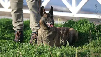 Ankara’da köpek saldırısı davasında 50 bin liralık tazminata onay çıktı