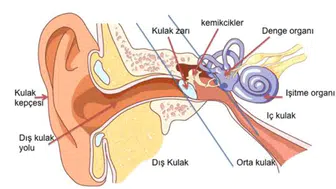 Kulaklık işitme kaybı yapar mı? Günde kaç saat kullanılmalı, kulaklık zararları nelerdir, hangi hastalıklara yol açar?