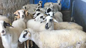 TİGEM'den dev hayvancılık hamlesi: Binlerce küçükbaş satışa çıkıyor
