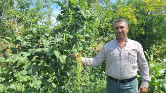 Toptancıların rotası Manisa’ya çevrildi: Kızılçukur börülcesi yok satıyor