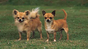 En ucuz köpek hangisi? Fiyatları ne kadar, bakım masrafı az mı, yavru fiyatı ne kadar, sahiplenme fiyatı kaç TL?