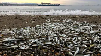 Çıralı'da deniz tabanında korkutan görüntü: Trol avcılığı şüphesi