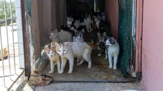 Çöp ev ihbarına giden ekipler hayatının şokunu yaşadı: Evden tam 100 kedi çıktı