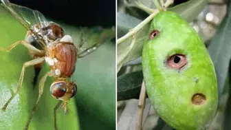 Zeytin sineği nedir? Zararlı mı, zeytine ve yağa etkileri neler, nasıl yok edilir, nasıl önlenir?