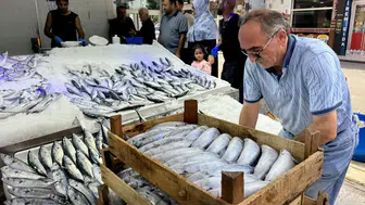 Tezgahlarda palamut bereketi: İlk fiyatlar belli oldu
