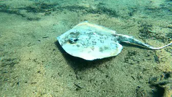 Antalya Çıralı'da korkunç manzara: Su altı balık mezarlığına döndü