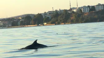 Tekirdağ açıklarında tekneyle yarışan yunus balıkları beğeni topladı