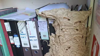 Dev yaban arısı yuvası ofisi kapladı: Kimse dokunmaya cesaret edemiyor