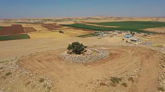 Şanlıurfa'da 13 asırlık zeytin ağacı meyve vermeyi sürdürüyor!