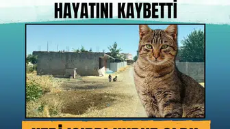 Diyarbakır'da sokak kedisinin ısırdığı 4 yaşındaki N.K. kuduz nedeniyle yaşamını yitirdi