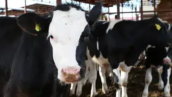 Ordu'da hayvancılık yatırımlarına bir yenisi eklendi: İhale tarihlerini kaçırmayın!