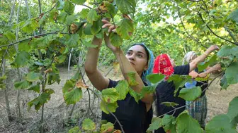 Mevsimlik tarım işçileri Düzce'de fındık hasadı için kolları sıvadı