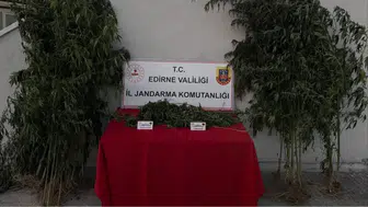 Edirne'de jandarmadan kaçamadı: Kamu arazisinde kenevir sularken yakalandı