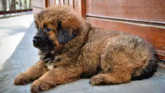 Dünyanın en pahalı köpeği hangisi? Tibet Mastifi fiyatı nedir, özellikleri nelerdir?