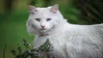 En ucuz kedi cinsleri hangileridir? Türkiye'de sahiplenme masrafları ne kadar, cins kedi fiyatları ne kadar?