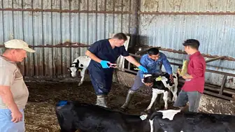 Edirne'de sonbahar dönemi şap aşılama kampanyası başladı