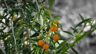 Çin'in 2 bin yıllık 'uzun ömür sırrı' Van Gölü sahilinde filizlendi
