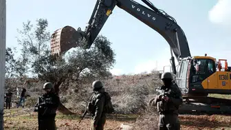 İsrail, işgal altındaki Cenin'de Filistinliler'e ait ağaçları söküyor: Zeytin hasadına haftalar kalmıştı