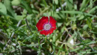 Başkentin 5 bin yıllık hafızasından botanik tarihi çıktı