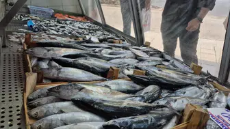 Düzce'de balık fiyatları ne kadar? Palamut kaç TL, Hamsi ucuzladı mı?