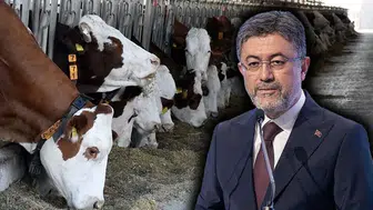Hayvancılıkta yeni destek müjdesi! Aşı ve kimliklendirme ücreti alınmayacak