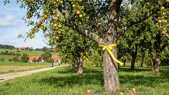 Görenler süs sanıyordu: Ağaçlardaki sarı kurdelelerin arkasındaki sırrı duyunca çok şaşıracaksınız!