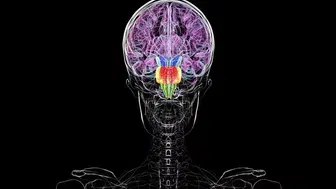 İnsan beyni aslında iki ayrı organ mı? Stanford araştırması bilim dünyasını böldü