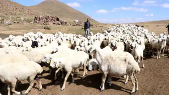 Türkiye hayvancılıkta Avrupa'nın zirvesinde farkı açıyor